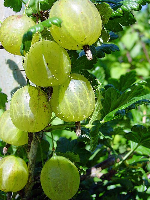 Fresh Gooseberry