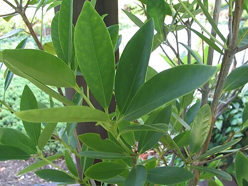 Fresh Star anise