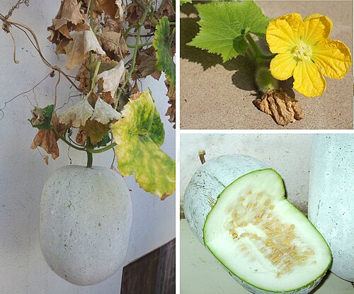 Fresh Winter melon (Ash gourd)