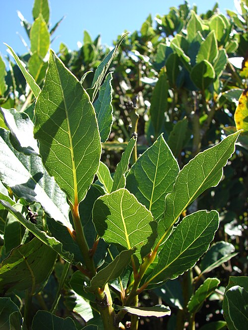 Fresh Bay laurel