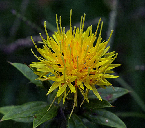 Fresh Safflower