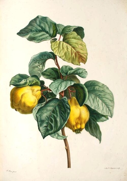 Fresh Quince