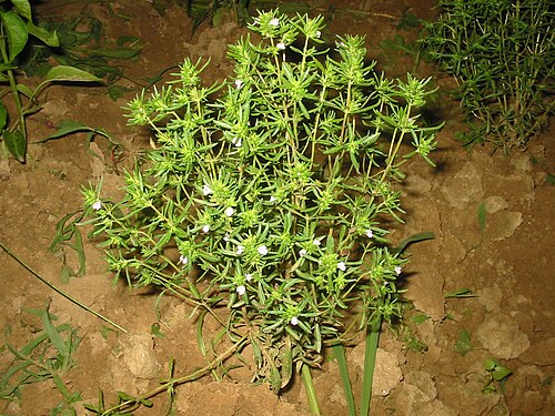 Fresh Summer savory