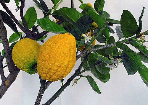 Fresh Citron