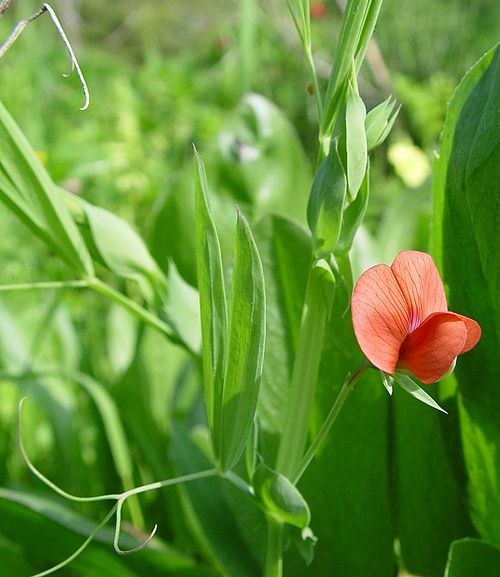 Fresh Chickling pea (red pea)