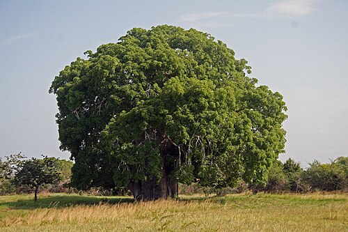 Fresh Baobab