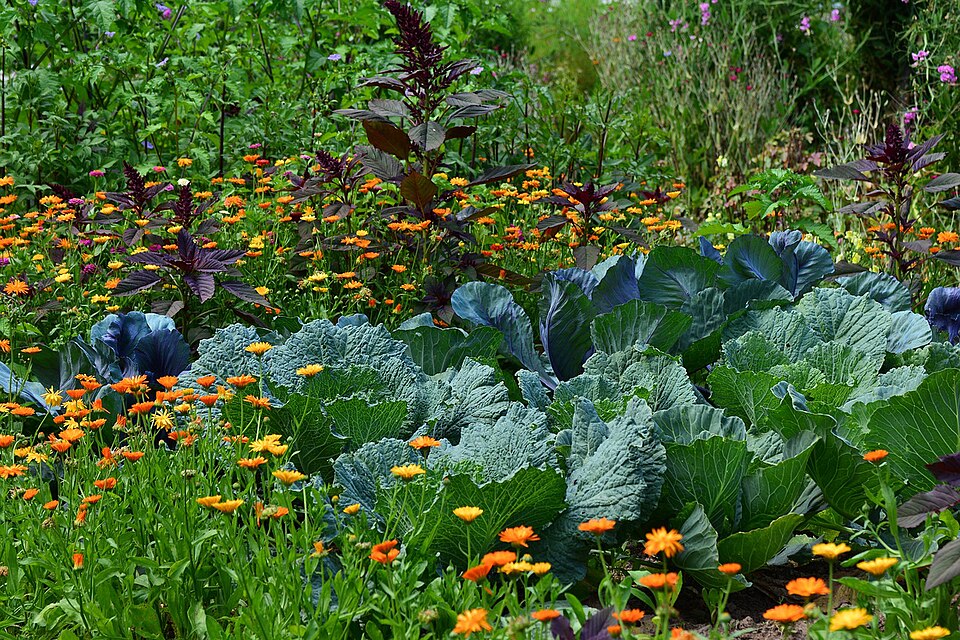 Cabbage