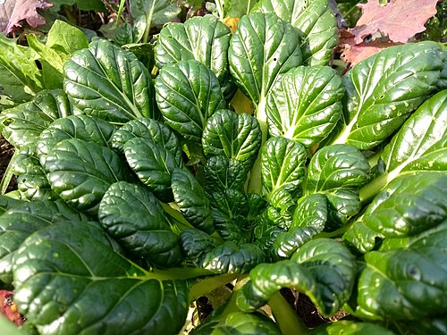Fresh Tatsoi