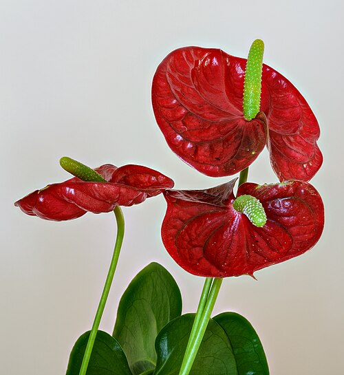 Fresh Anthurium