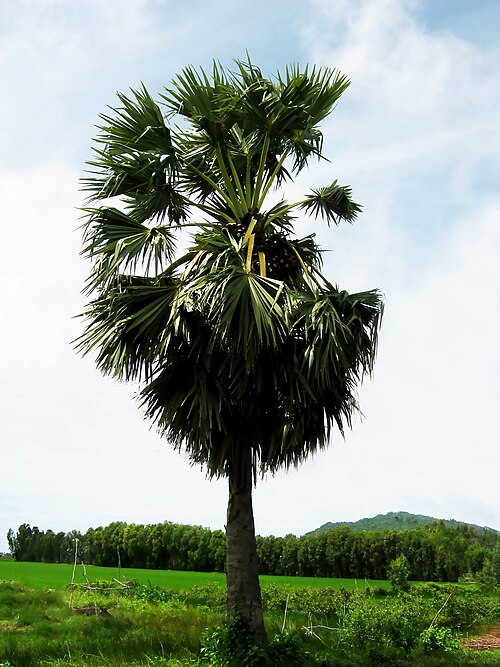Fresh Toddy palm