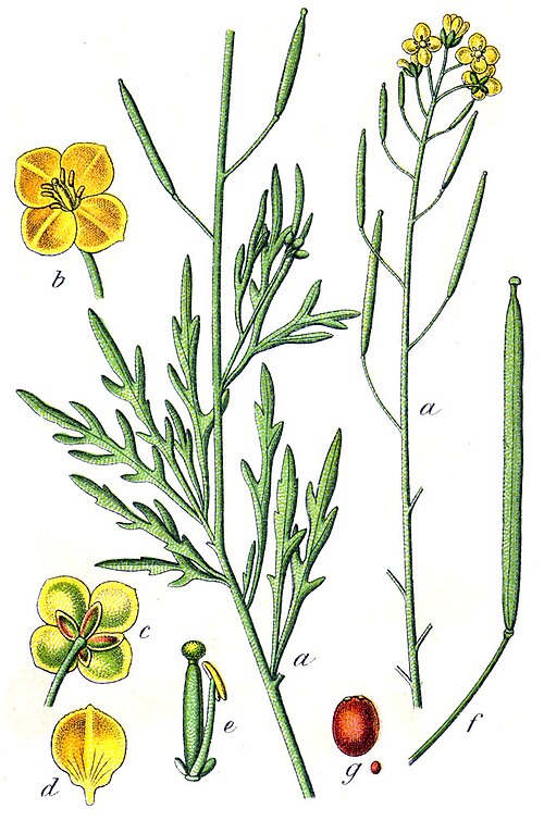 Fresh Wild rocket