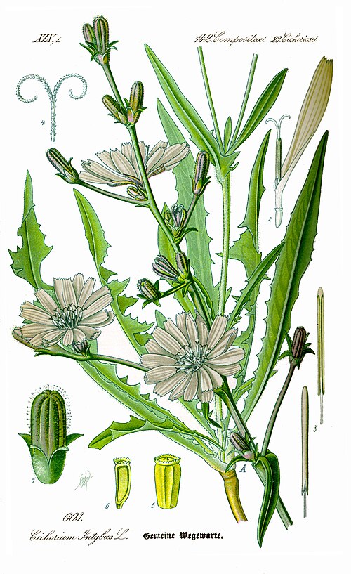 Fresh Chicory
