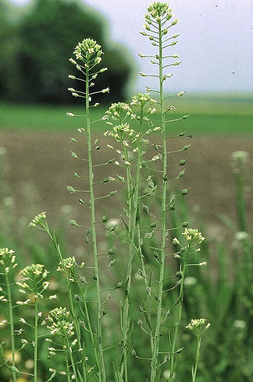Fresh Camelina (Gold-of-pleasure)