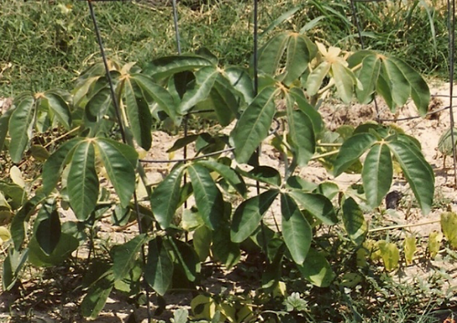 Fresh Mongongo Nut