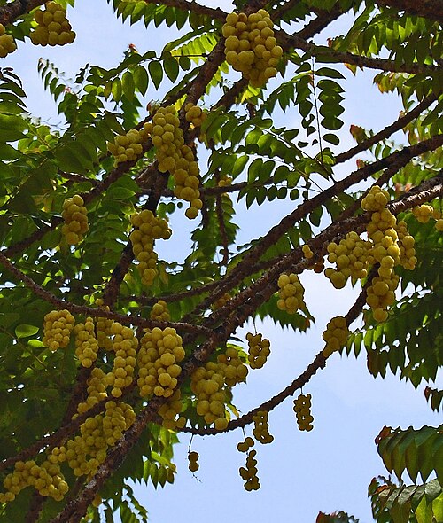 Fresh Otaheite gooseberry