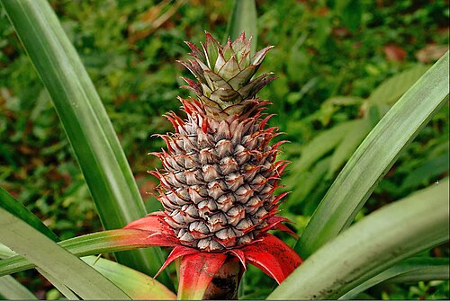 Fresh Pineapple