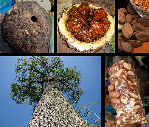 Fresh Brazil Nut