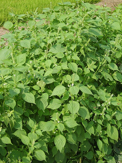 Fresh Wild sesame