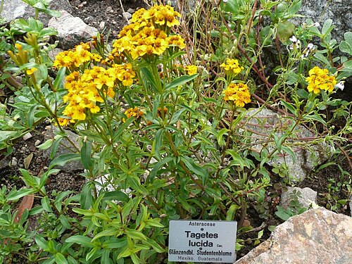 Fresh Mexican tarragon