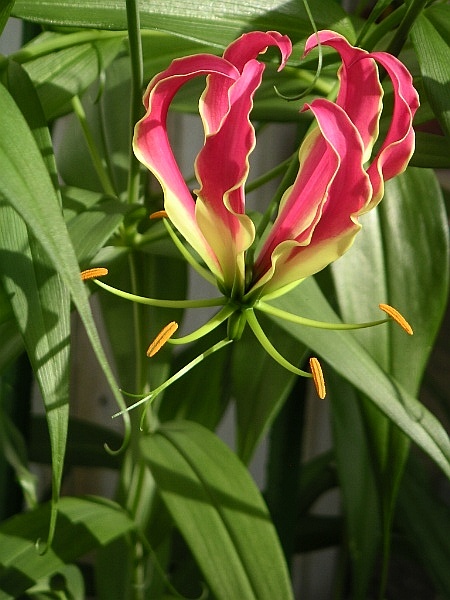 Fresh Glory lily