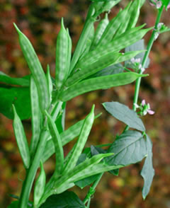 Fresh Guar (cluster bean)