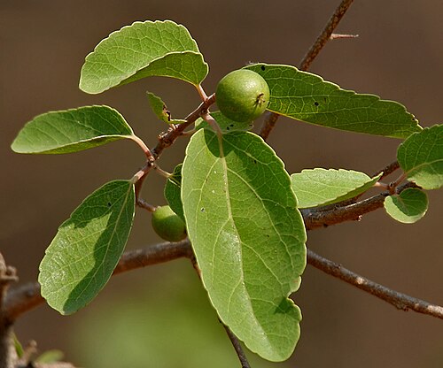 Fresh Governor's plum
