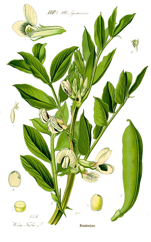 Fresh Fava bean (broad bean)