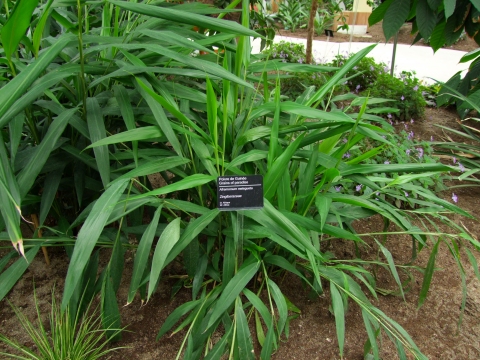 Fresh Grains of paradise