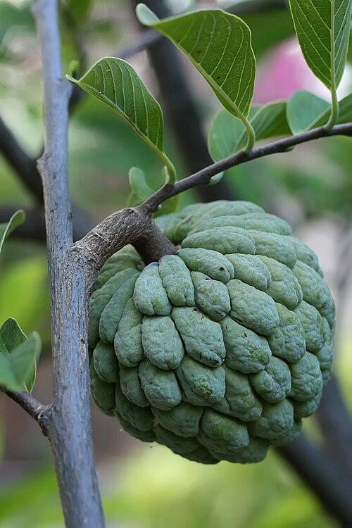 Fresh Sugar apple