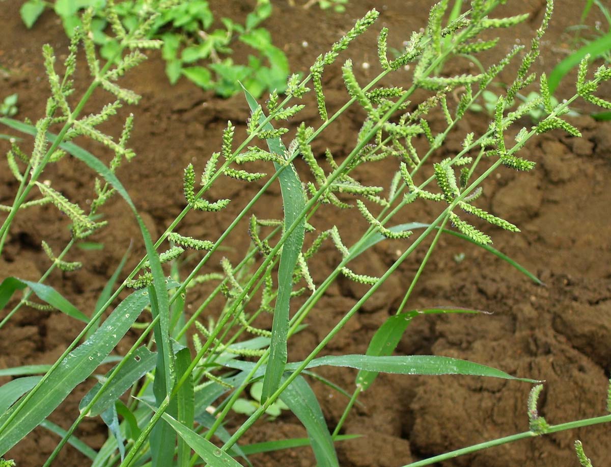 Fresh Jungle rice