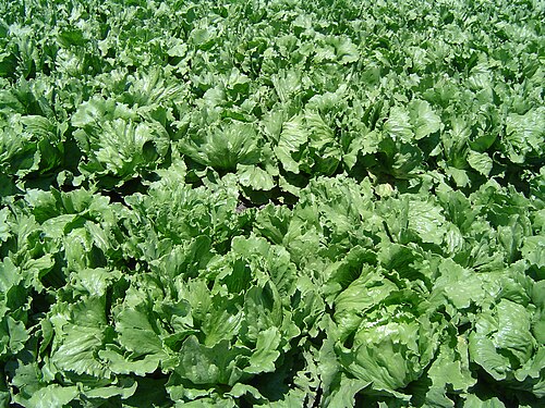Fresh Lettuce