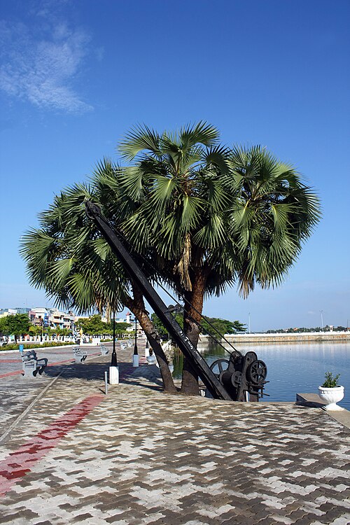 Fresh Doum palm