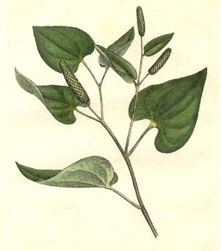 Fresh Long pepper