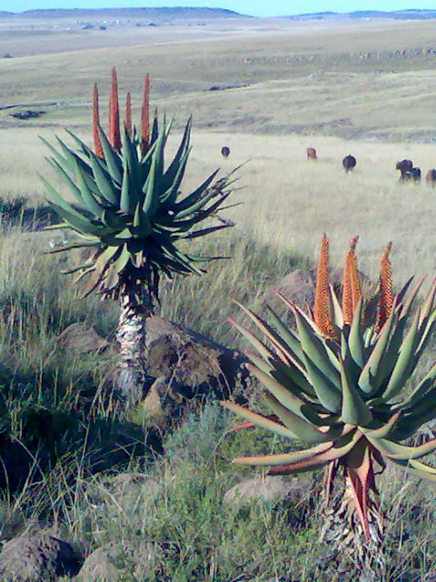 Fresh Cape Aloe