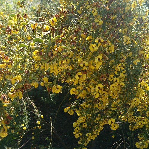 Fresh Honeybush