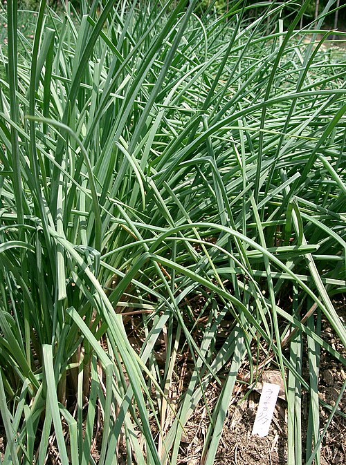 Fresh Rakkyo / Chinese onion