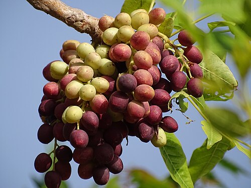 Fresh African grape (raisin tree)