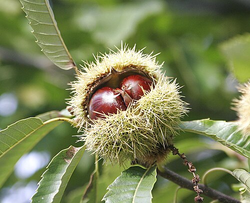 Fresh Sweet chestnut