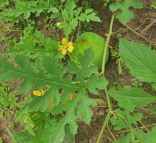 Fresh Egusi melon
