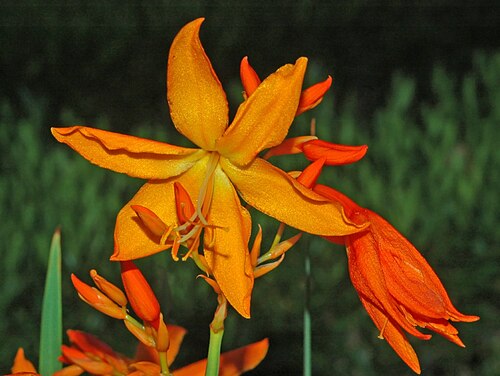 Fresh Crocosmia